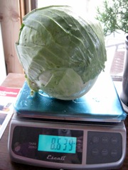 8.6-cabbage